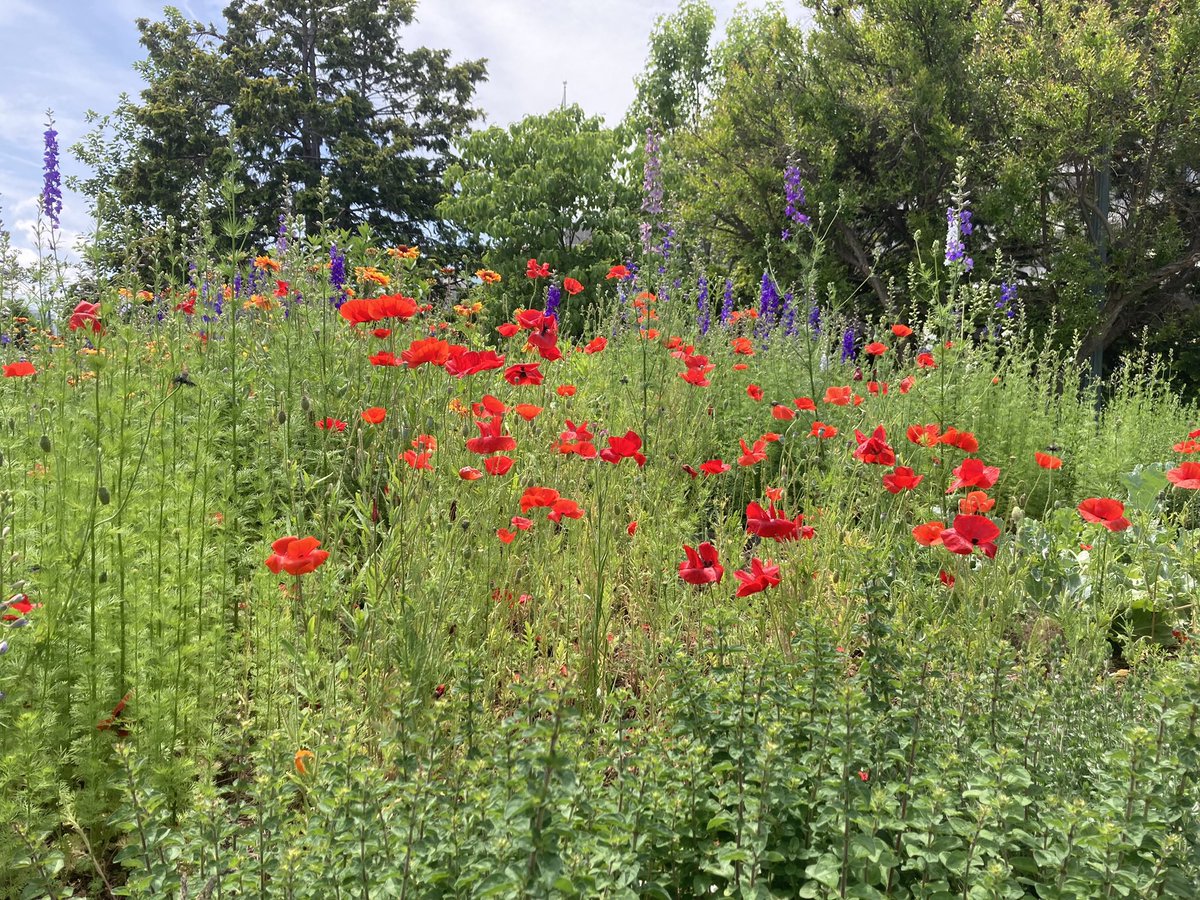 WheelAM6's tweet image. Now that winter has officially begun, I dream of spring…
#winter #spring #flowers #red #photograghy #poppies