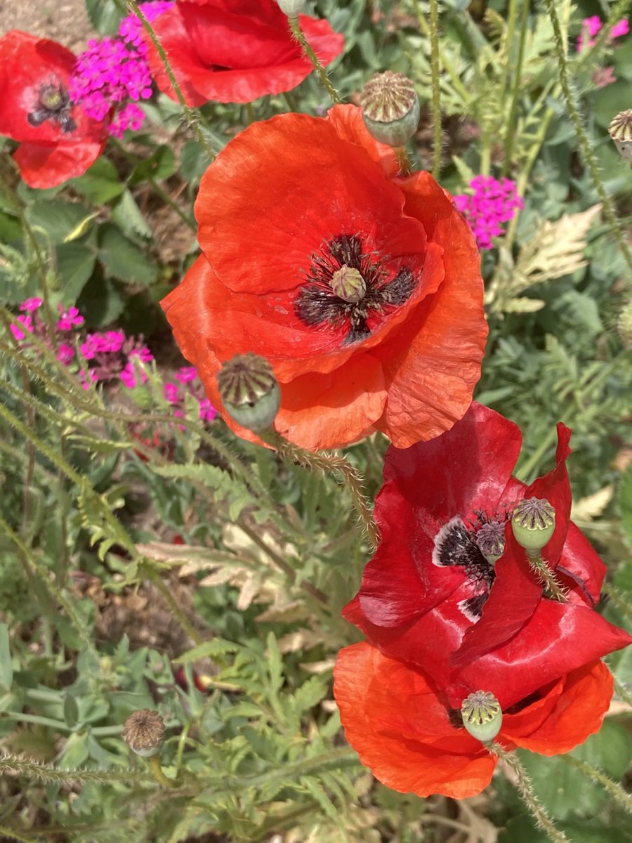 WheelAM6's tweet image. Now that winter has officially begun, I dream of spring…
#winter #spring #flowers #red #photograghy #poppies