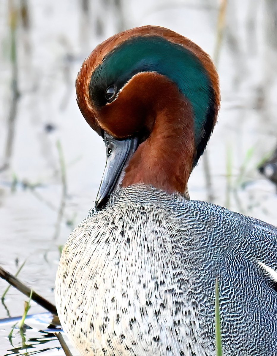 CarlBovisNature's tweet photo. Male Teal portrait! 😍
 Taken yesterday at RSPB Greylake in Somerset. 🦆 https://t.co/HVrXkbNrRt