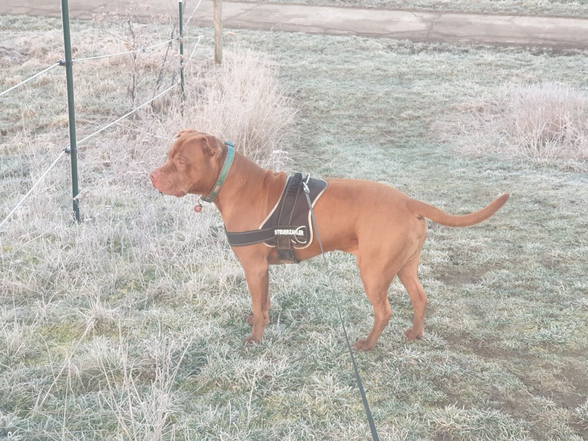 whilbl's tweet photo. #Anton
#Seelenhund

02.2021 https://t.co/Ce3Ox5H3bC