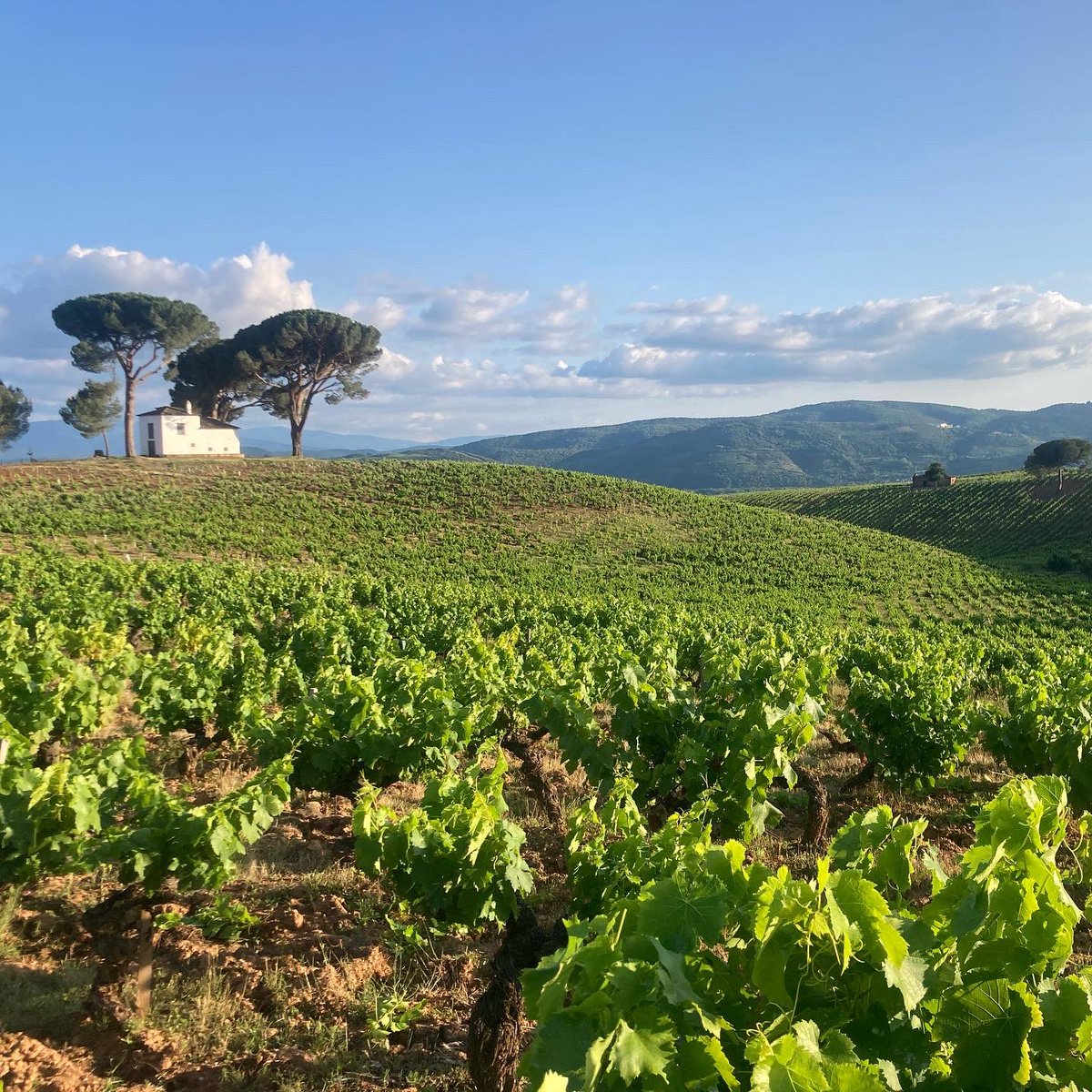 Que el 2024 os traiga felicidad y éxitos en vuestra vida y el amor de los vuestros para compartir los buenos momentos. Que nos llene de energía y buen espíritu para seguir creciendo con vosotros y disfrutar juntos de nuestro Bierzo. Muy Feliz Año Nuevo 2024 🦗✨💫🍇🍷🥰😍