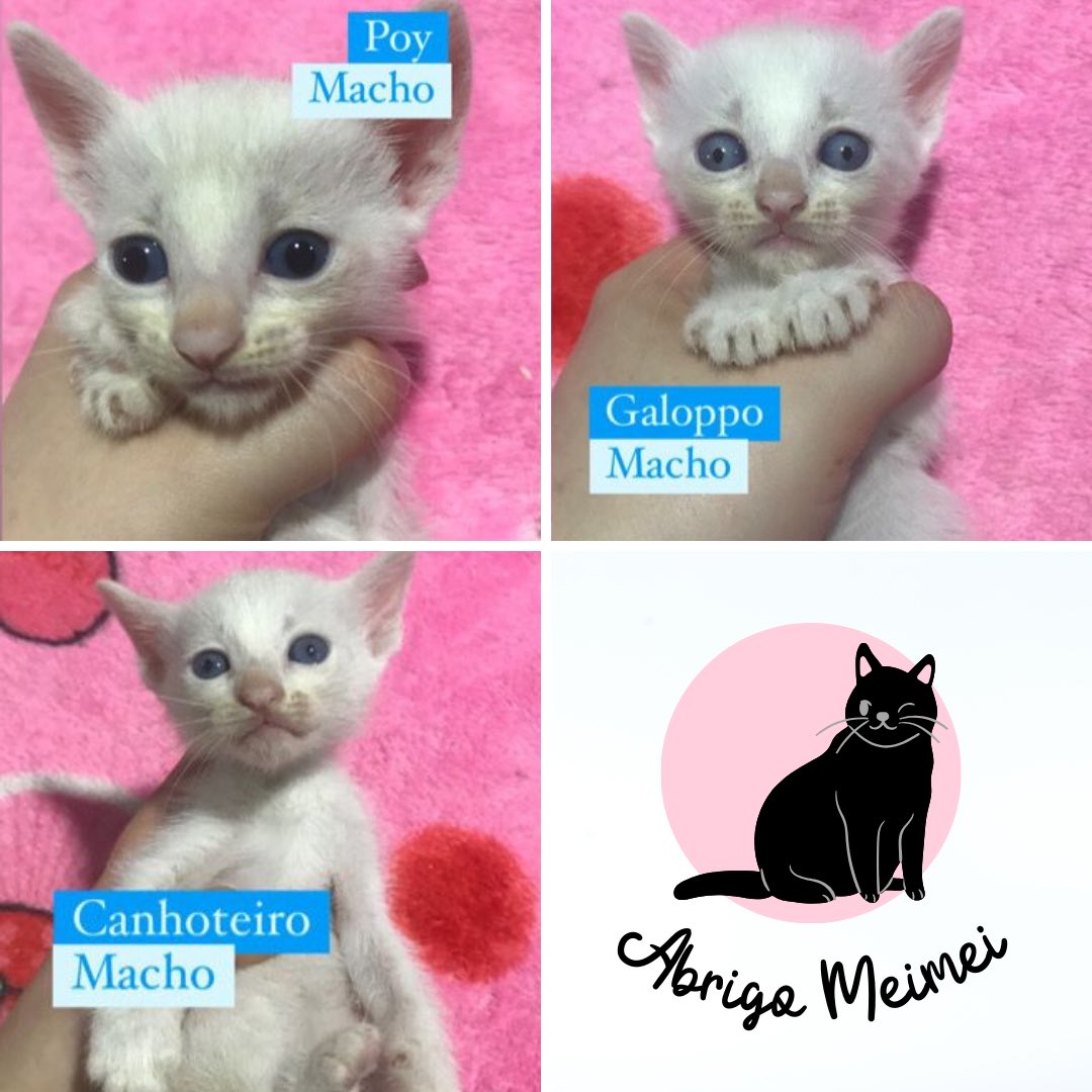 Pessoal, esses são alguns dos nenês que estão aqui no abrigo buscando um lar seguro e responsável! 

Me ajudem a divulgar? 
Adoção responsável para Grande São Paulo, quem tiver interesse pode chamar no WhatsApp 11 985816168

💖