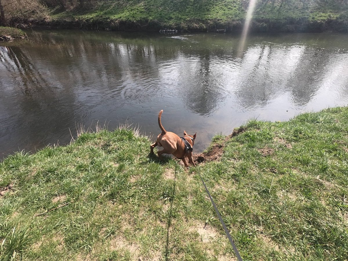 whilbl's tweet photo. #Anton
#Seelenhund

04.2021 https://t.co/CynXzL63OZ
