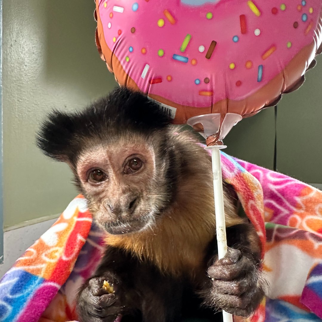envisioning541's tweet photo. We're getting ready to celebrate the #NewYear at the #MonkeyLivingCenter! What are your plans?
#Retirement #Donate #Care #ThankYou #HelpTheHelpers #GiveAGift #Monkey #Capuchin #Monkeys #MonkeyHelpers #MonkeysOfInstagram #InnovativeTechnology https://t.co/kqj81RiMrP https://t.co/q5oaeWPQuh