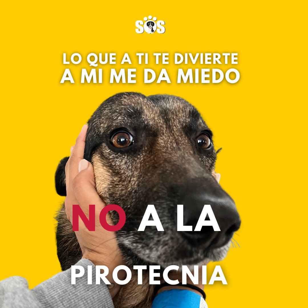 EncontrandoSos's tweet photo. Detrás de cada estruendo, esta una tortura silenciosa que afecta a aquellos que no pueden defenderse. 

#noalmaltratoanimal #noalapirotecnia https://t.co/8O4JxuVSeM