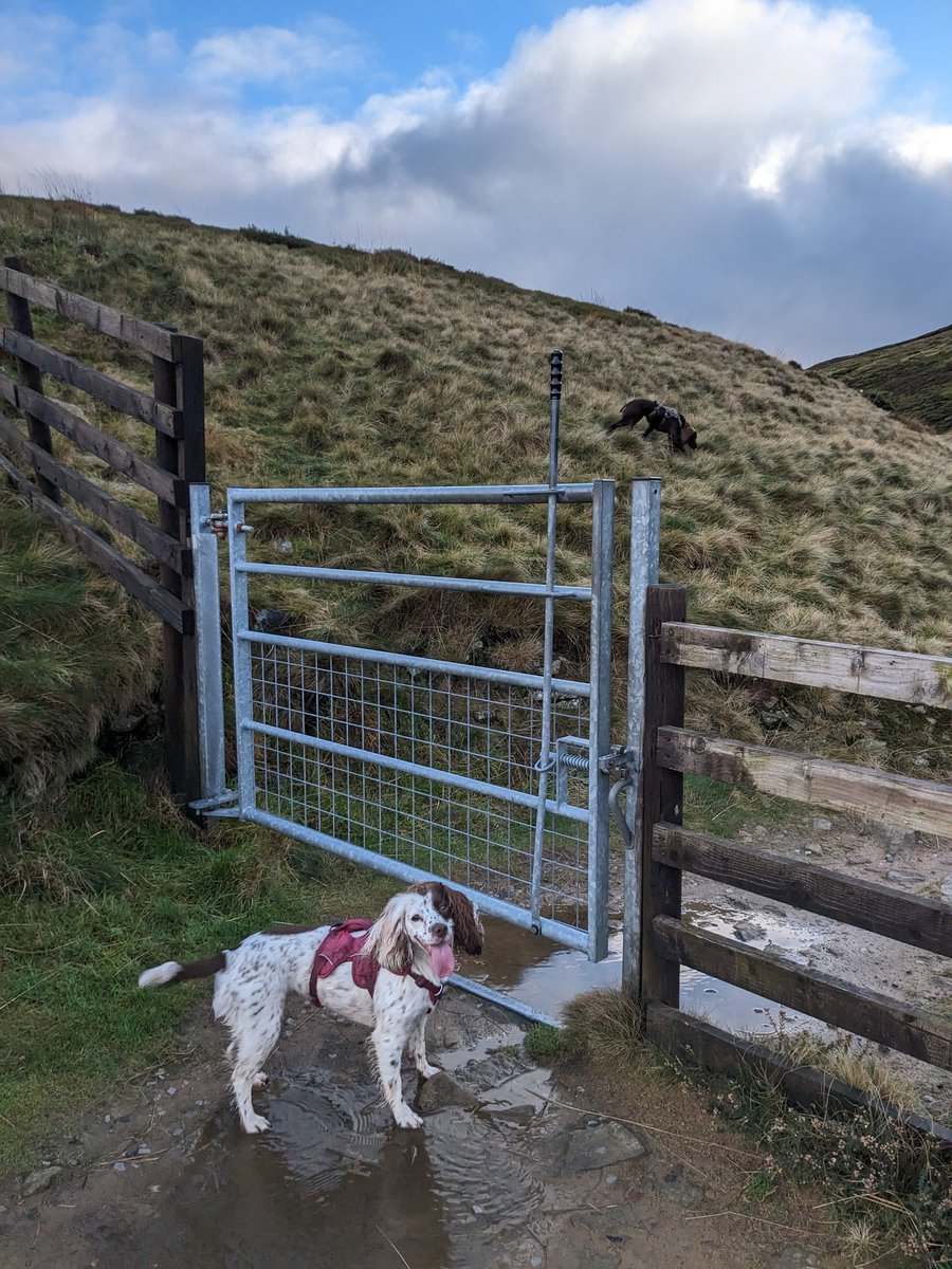l_wasinski's tweet photo. Been terrible posting over recent months 😬 life just gets in way eh 🤷 but final tally for #NHS1000miles is 1358 miles of running, not as good as previous years but running with pals, running in the hills, and running with my dogs are what it's about! Look forward to 2024! https://t.co/71mMPWaDwZ