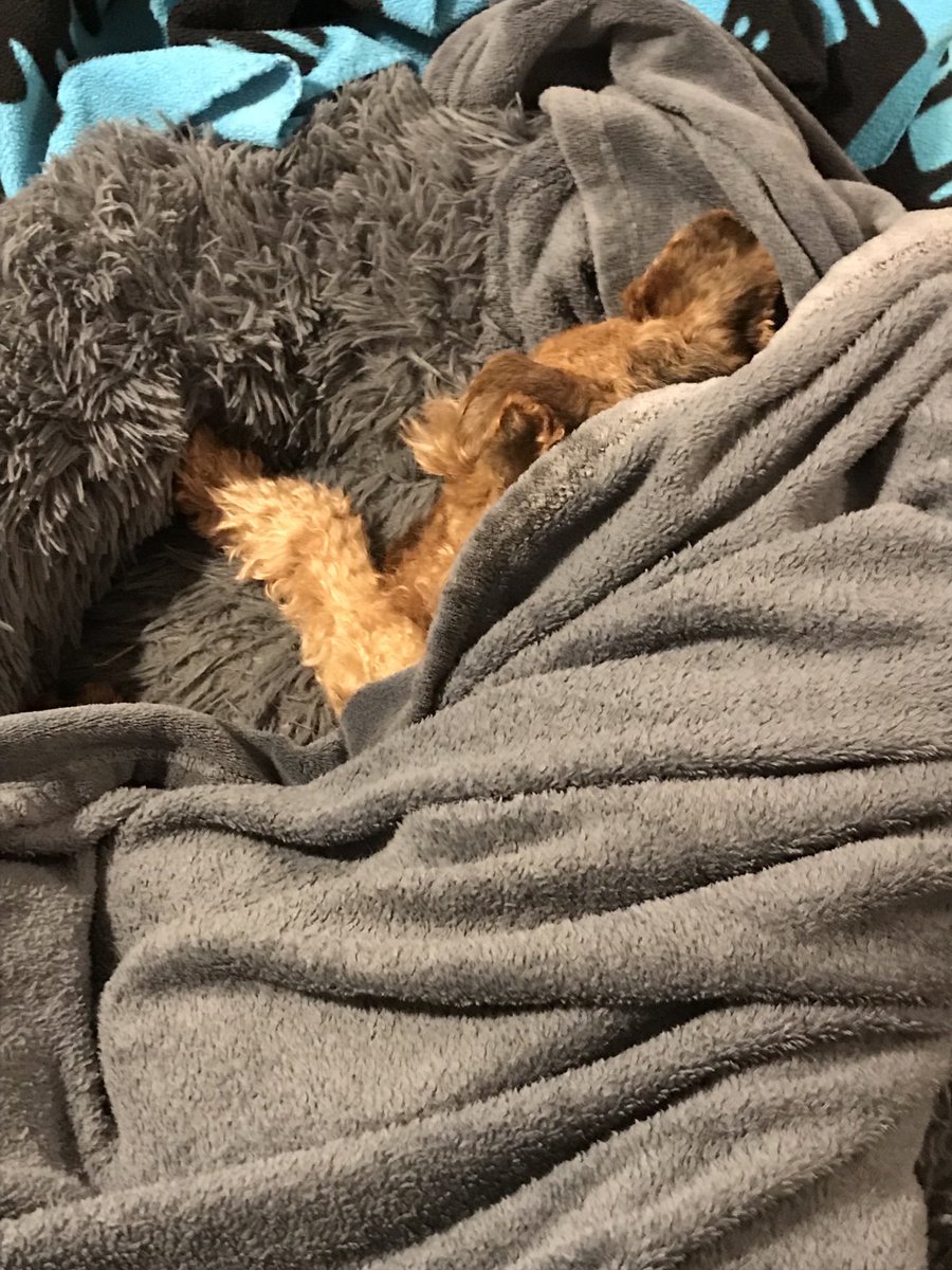 Another banging NYE at our house (⁦<a href="/SatelliteTracy/">Tracy</a>⁩ has also gone to bed but no photo obviously)