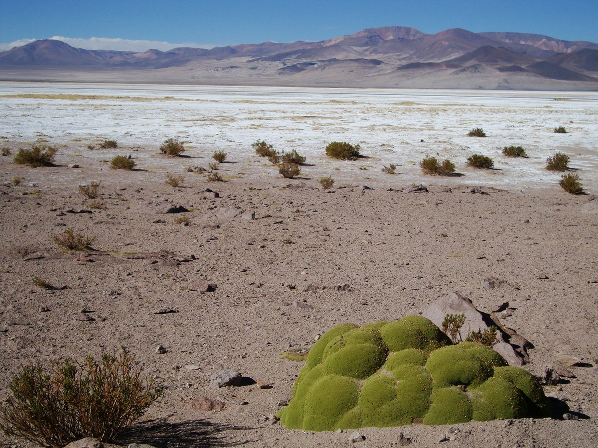 Una de las buenas noticias del 2023 fue la creación del Parque Nacional Salar de Huasco 🙌 #AmorPorLosSalares 🦩🩷