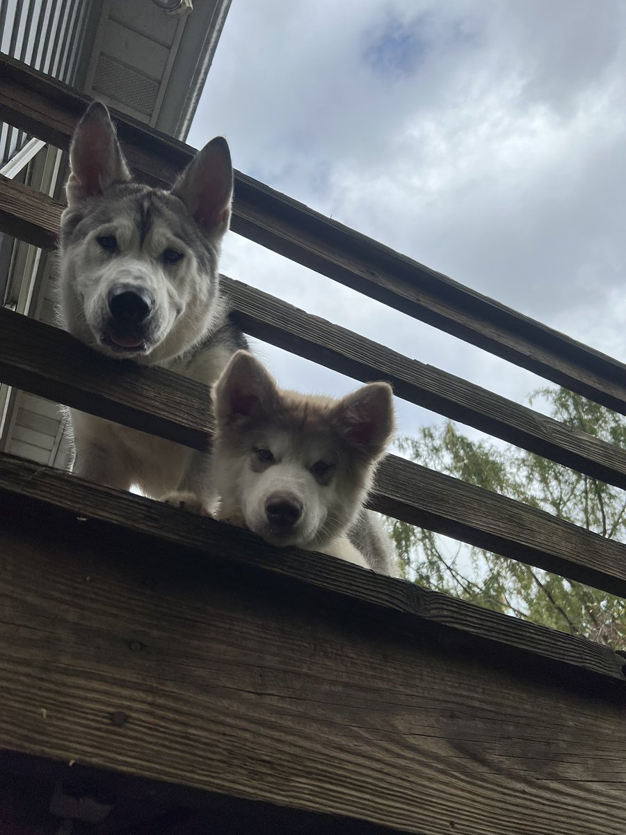 SabreWolf33's tweet photo. @WOW_ANIMALS1 Sif &amp; Cinder https://t.co/Ei69ezujVQ