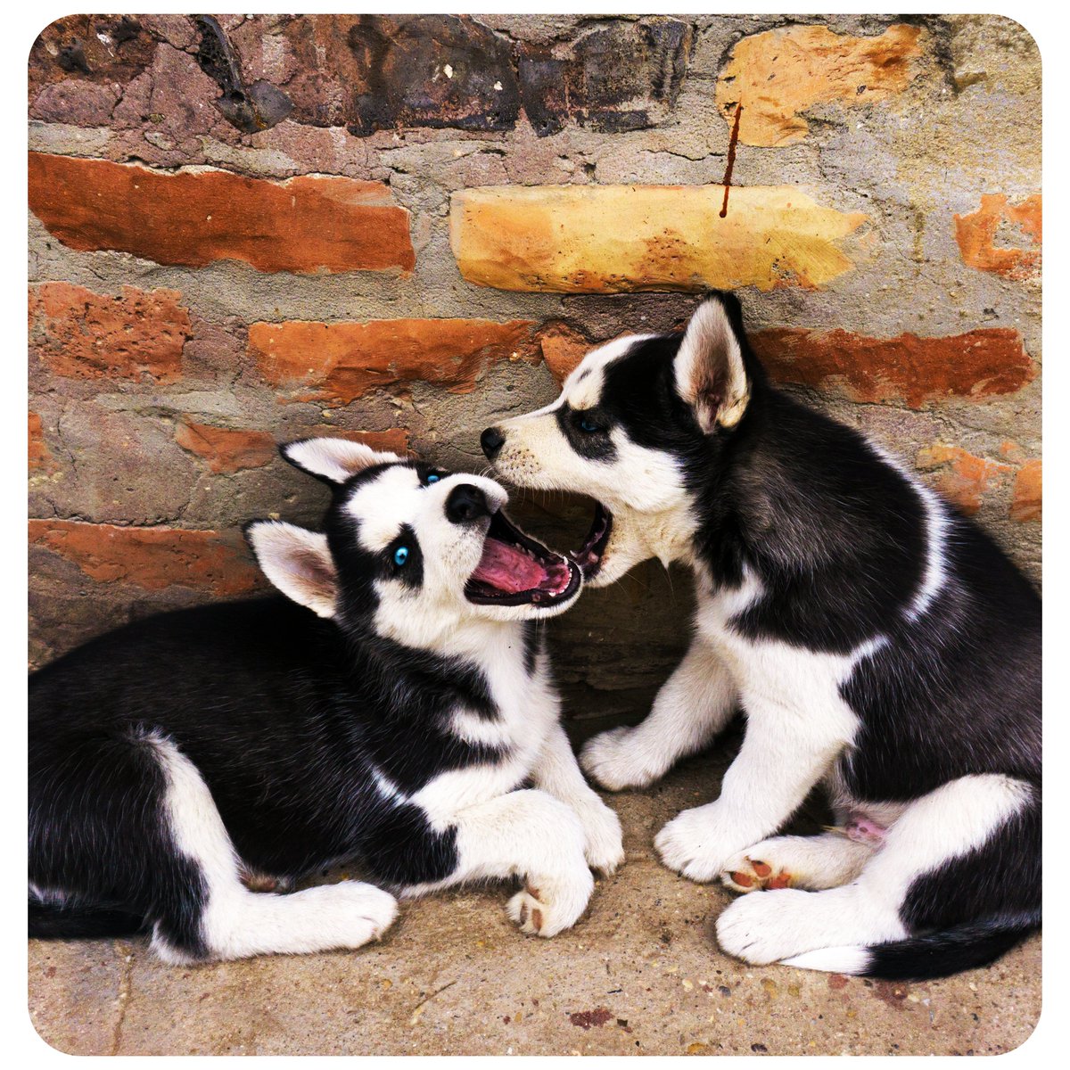 🖤 Avionne 🖤 {she/her} tweet media