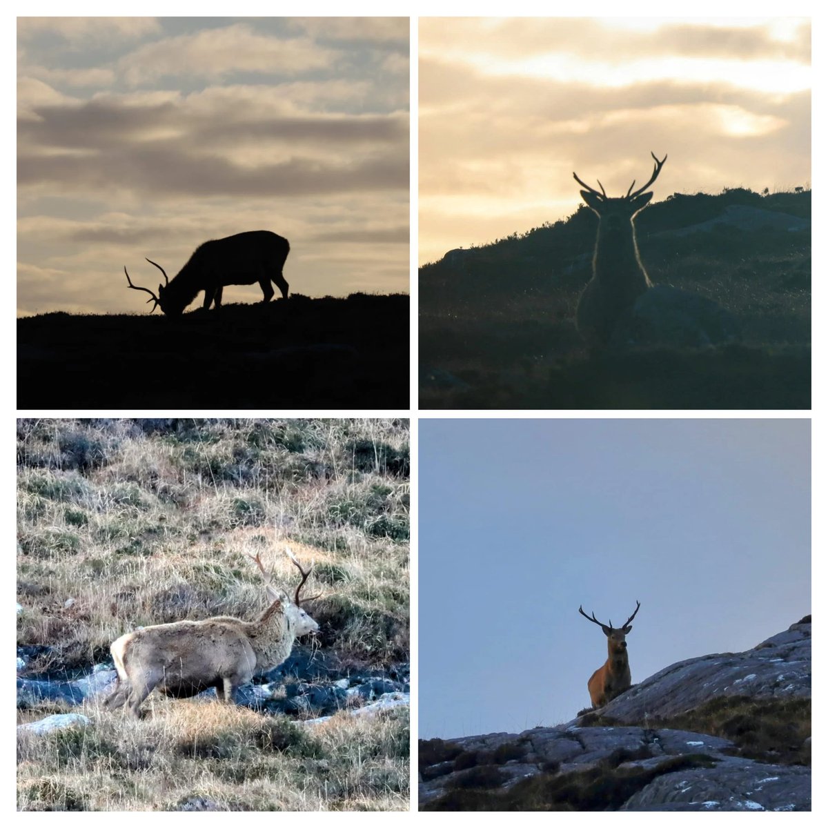 #stags using #NewYearsEve as a day for recuperation after the passing storms ##northharris #westernisles @HI_Voices