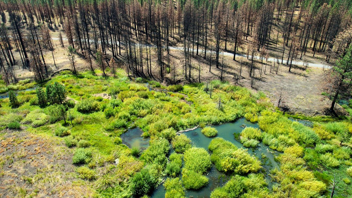 It only takes one family of #beavers to create wildfire-resistant wetlands like this one in the Sierra Nevada.

Looking forward to seeing California work strategically with nature’s firefighter: Smokey the Beaver!