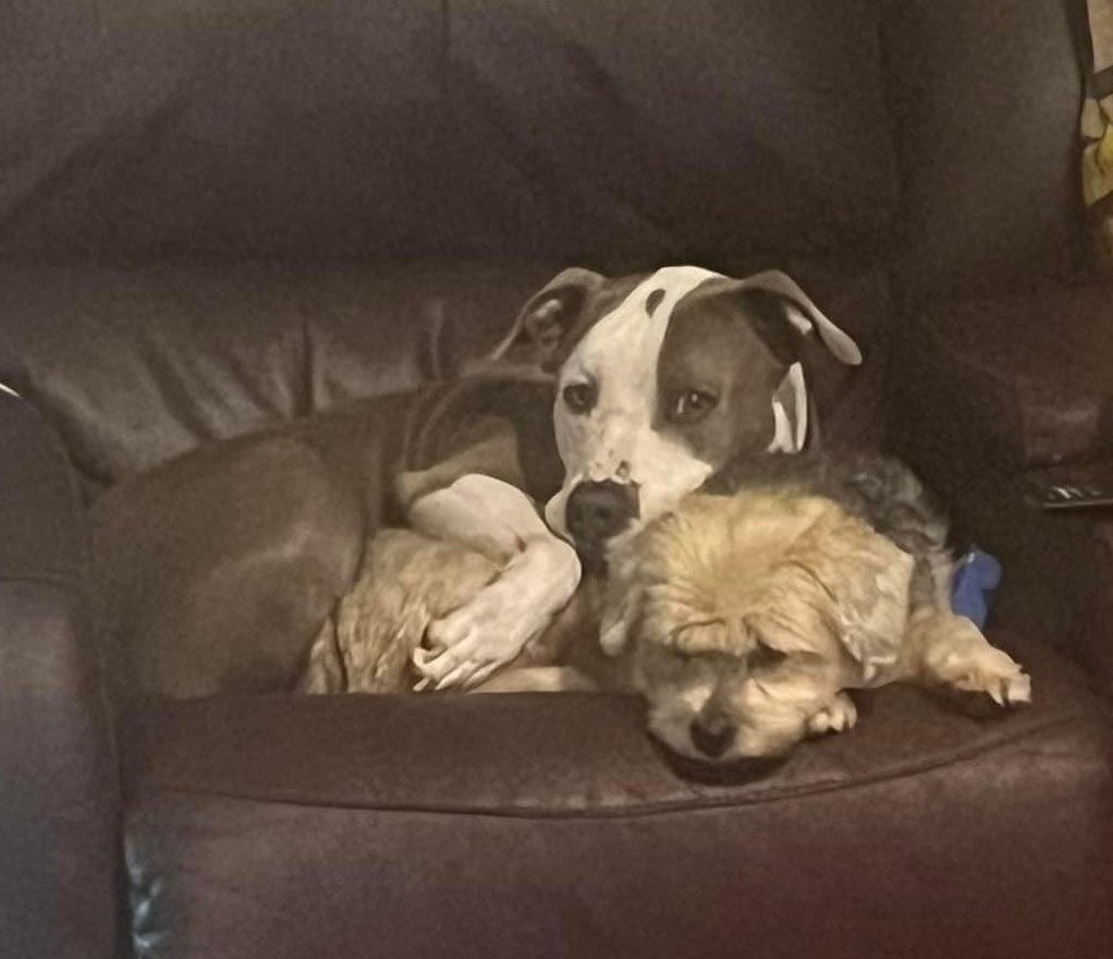 mcintire8618's tweet photo. @joeimel could you help spread the word of a missing fur baby. She was last seen on Mooreman lane and Louisville rd, she broke her leash this morning and hasn’t been located yet! She’s very friendly and missed greatly ! She’s the gray and white pitbull! https://t.co/IOC7b3iTGo