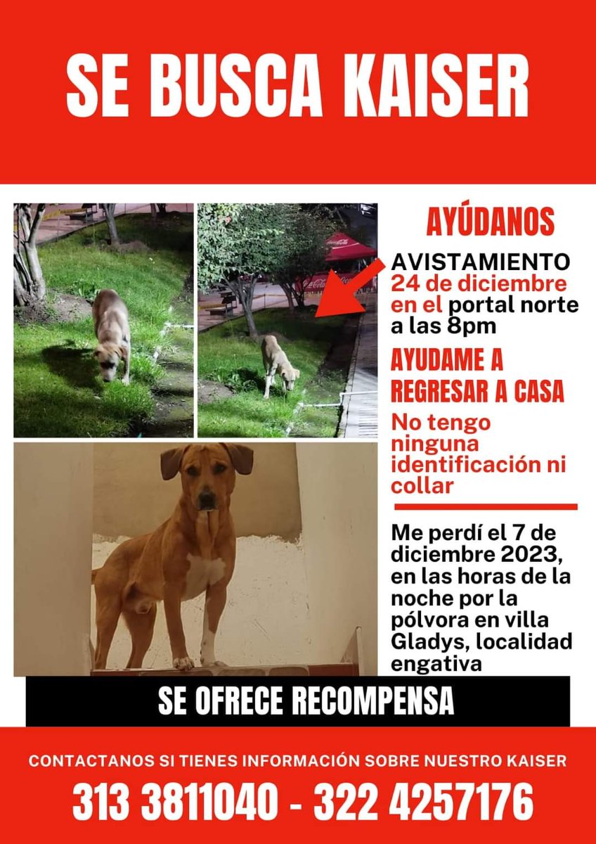 YMFajardo1106's tweet image. Ultimo avistamiento.
Portal del Norte Bogotá
24 diciembre 
8:00pm
#Kaiser se perdió el 7 de Diciembre de 2023 , en el Barrio Villa Gladys Norte Localidad de Engativá  Bogota - Colombia. Salió corriendo por la💥💥💥💥
Ayúdanos gente linda a hacerlo visible 
🏃‍♀️🏃🏃‍♀️🏃🏃‍♀️🏃🏃‍♀️🏃🏃‍♀️🏃