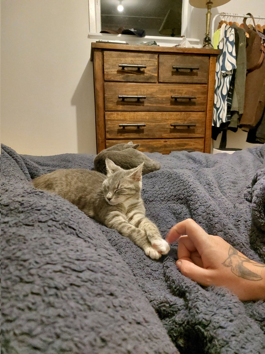 iggplant's tweet photo. pt 5: and most importantly, adopted our babies Tui &amp; Ru, the cutest tiniest little guys pitter-patting down our hallway 😍 https://t.co/Nwr0AaH6LP