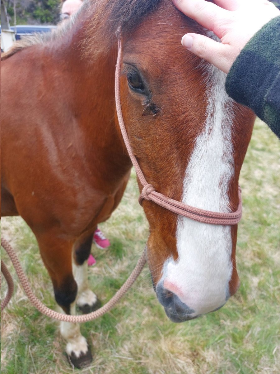 iggplant's tweet photo. pt 4: dressed up to see The Chicks, best friend is having a pēpē!, and met some horsey guys in the Kaimanawa Ranges https://t.co/6YB6XpjMhE
