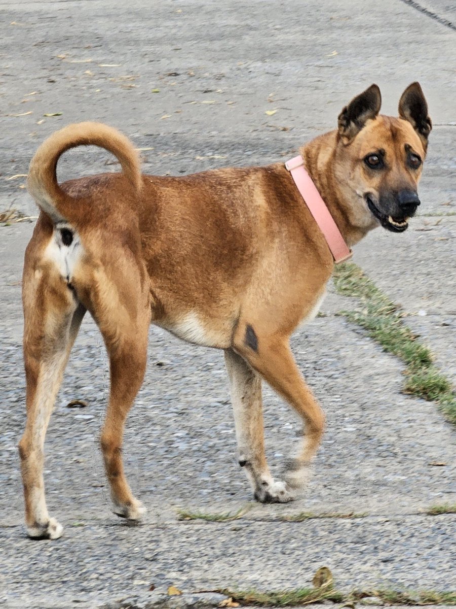 รบกวนรีโพสต์หน่อยค่ะ🙇‍♀️

สุนัขเพศเมีย ชื่อเกี๊ยวหมู หายออกไปจากบ้านเมื่อวานตอนค่ำ หมู่บ้านประชาชื่น ถ.สามัคคี นนทบุรีค่ะ

ใครพบเจอรบกวนติดต่อมาหน่อยนะคะ ขอบคุณมากๆเลยค่ะ🤍

#หมาหาย #สุนัขหาย