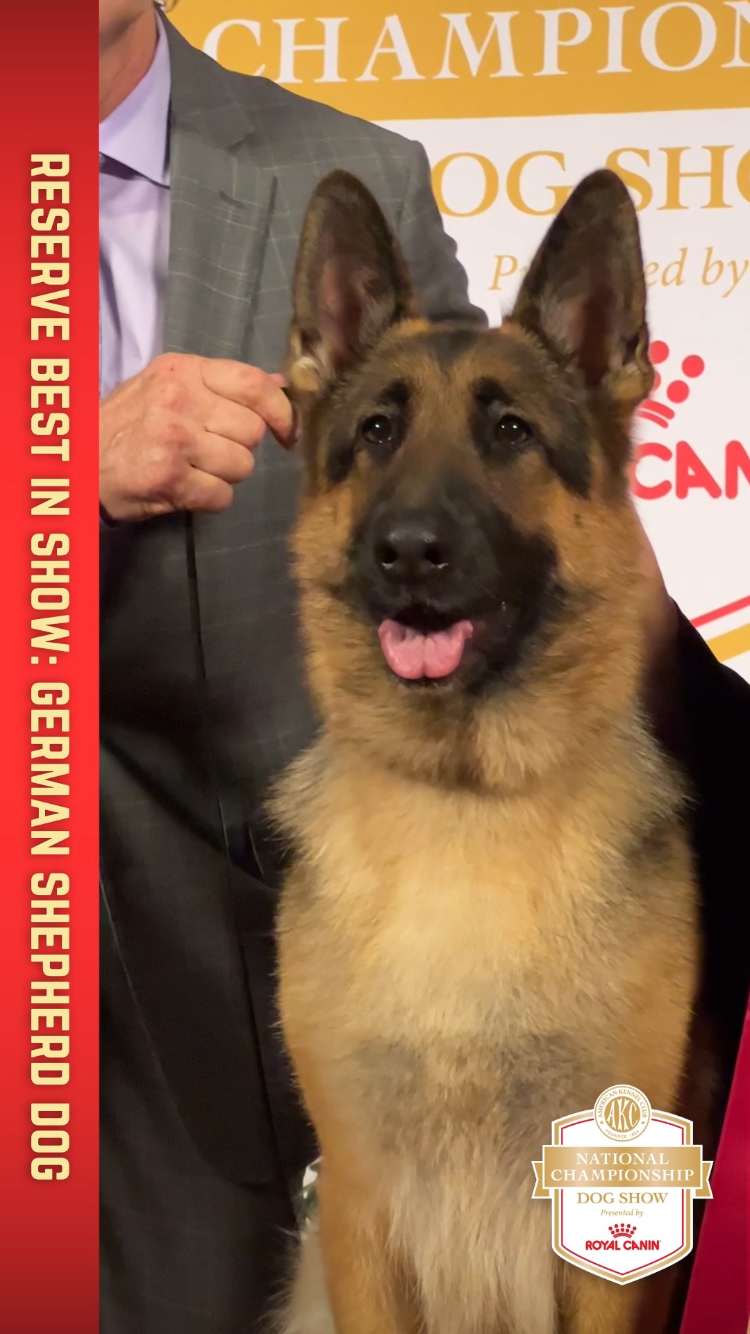 American kennel club german shepherd top