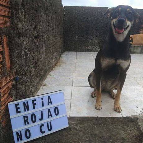 rolealeatorio's tweet photo. existem 2 tipos de doguinhos 🐶👍 https://t.co/uW5vKJ4uTH