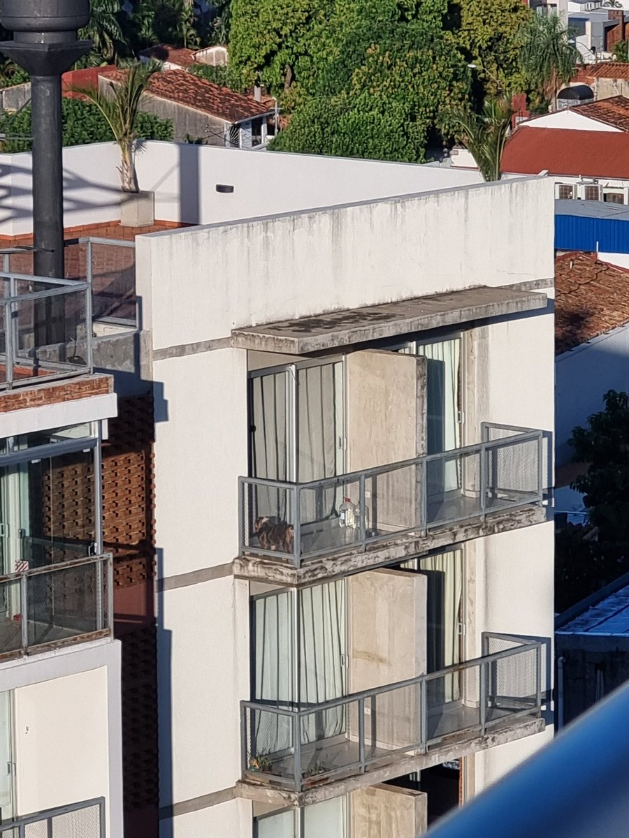 torluzardi's tweet photo. Tenes un bulldog inglés en un edificio de las mercedes pero le dejas en un mini balcón con 40° sin una sombra, un 2024 por más conciencia cuidando a los perritos https://t.co/MDzMZiAxdl