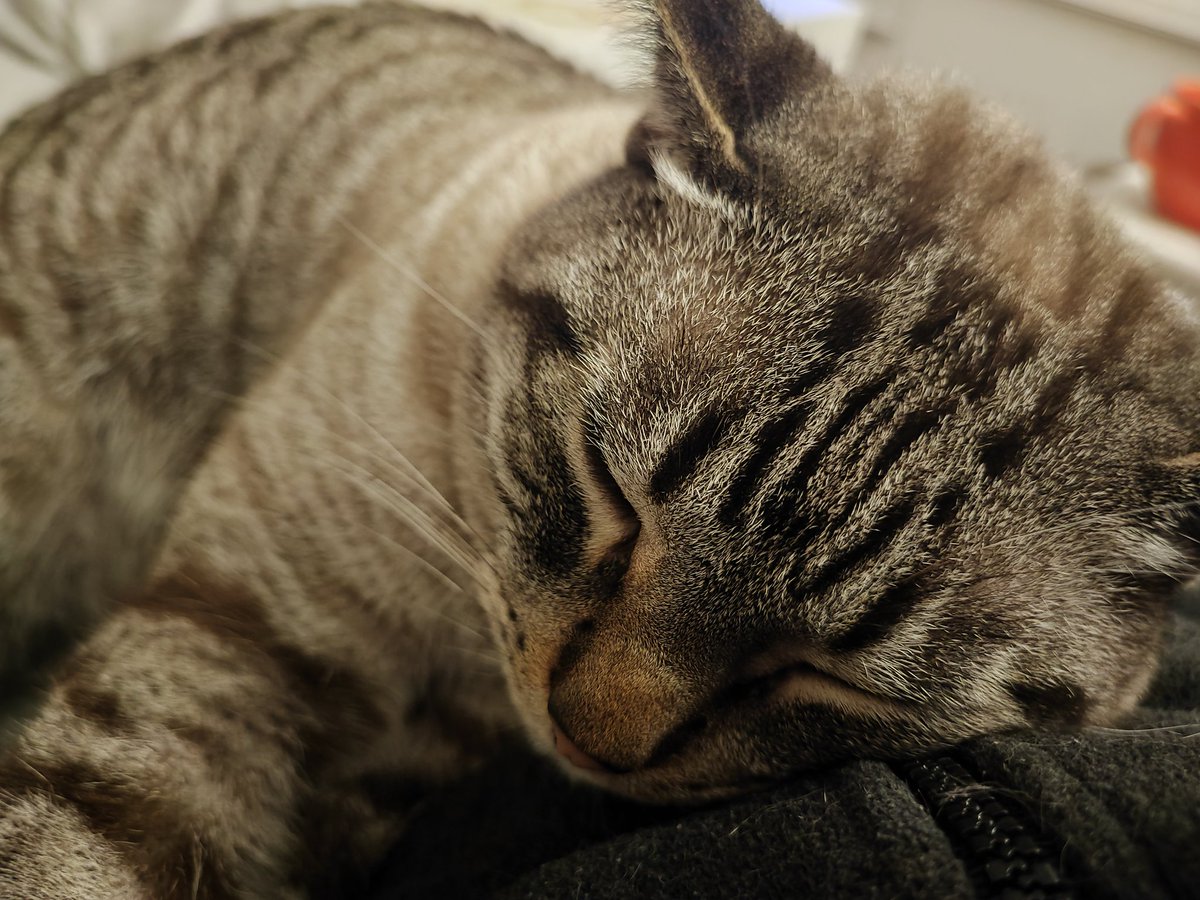 Arthas no os desea feliz año porque se la sopla, está demasiado ocupado durmiendo encima mía.

Yasta, eso era, podéis ver su cara de indiferencia.