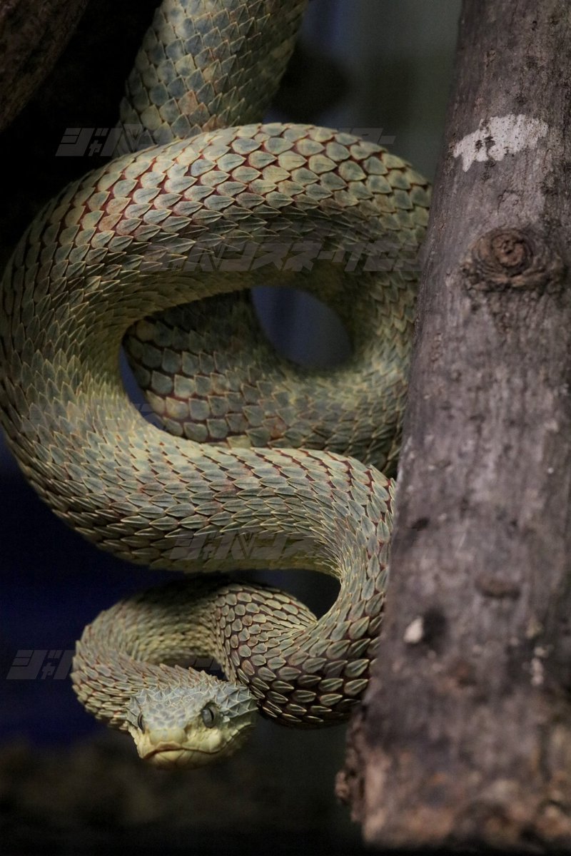 豊富な写真でヘビの魅力に、進化や特徴・飼育・繁殖と多角的に