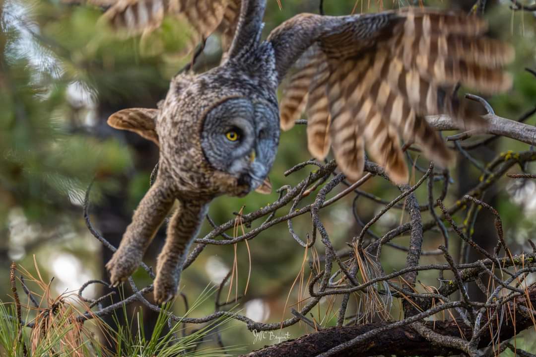 unknown_patriot's tweet photo. While shooting the owl, I turned down my shutter speed to help with the lighting. Then he decides to take off! Dang, it's so easy to make mistakes in the moment. Even though the image has some motion blur, I still think it's cool! https://t.co/UctjbHoaKv