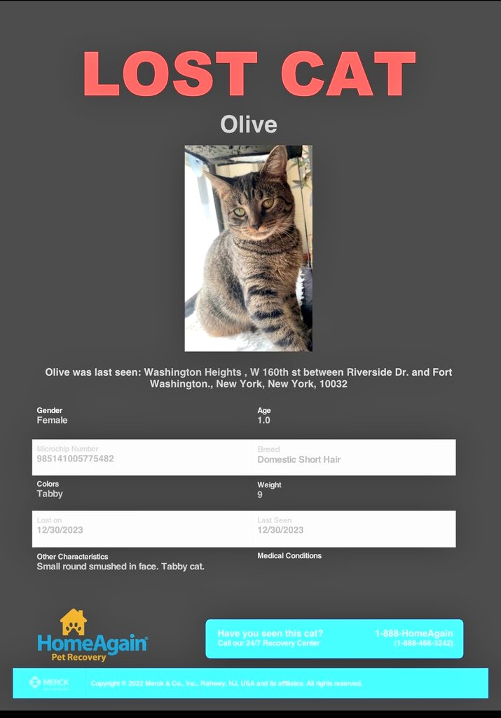 📢🇺🇸🆘️😿⏳🗽Please RT to find Olive #NYC #missingcat #lostcat #Washingtonheights #CatsOfTwitter #CatsOfX