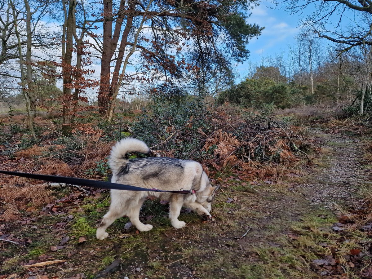 #POTD2023 Day 363 A walk in the woods. A lovely walk in the woods at Keston this afternoon with lil puppy Freyja. She loved every second and we will be back for sure. #potd #picoftheday #pictureoftheday #mylifeinpictures #s22ultra #keston #countryside #dogwalk