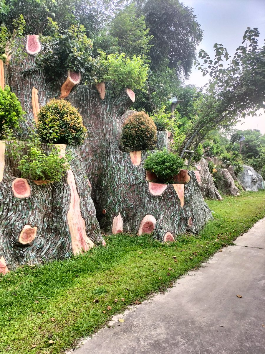 Khai thác cây khổng lồ từ nhà tôi Thái Nguyên