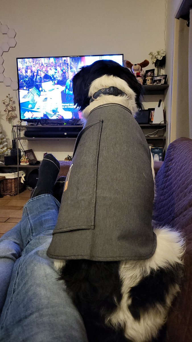crossbow74's tweet photo. @dtenzweege Onze hond beweegt niet meer met shirt. Moest hem op de bank tillen. Ondanks vreselijk gedoe, lastig om lach in te houden.😉 https://t.co/7heaYrW3dT