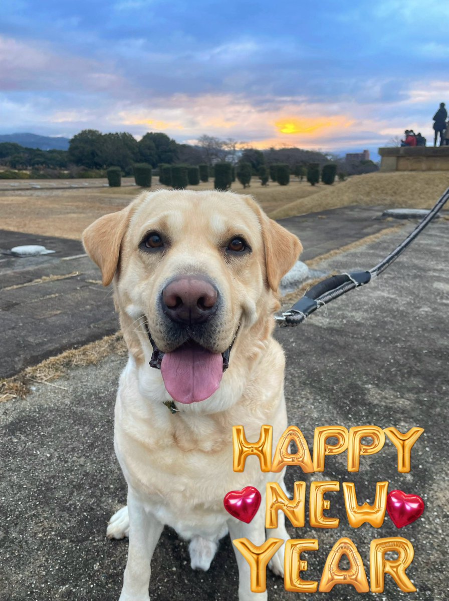 ラブラドールのアーノルド (@kizuichattayo) / Posts / X