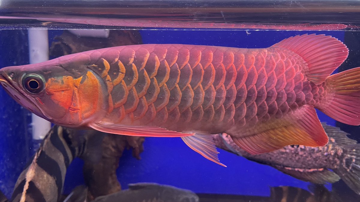 hiro76_aquarium's tweet photo. 🎍新年明けまして🌅🎍
おめでとうございます🙇♂️
🐲辰年と言うことで🐲
🐉SAMRED F5ショート🐉
本年もマイペースですが
みなさま宜しくお願い致します🤩✨
#2024年
#SAMRED https://t.co/RXyjSofH9r