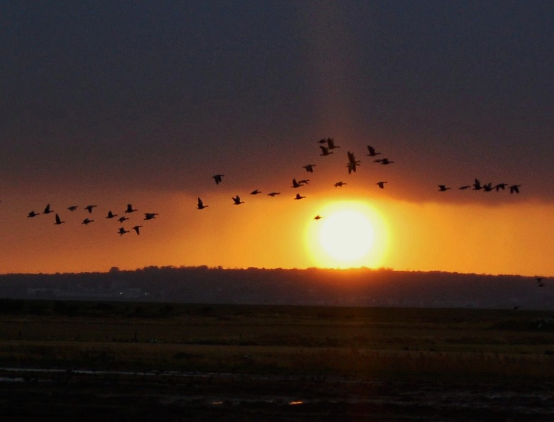 Happy new year all , hope '24 is a good one.
White-fronted geese going to roost at The Raven , Wexford...