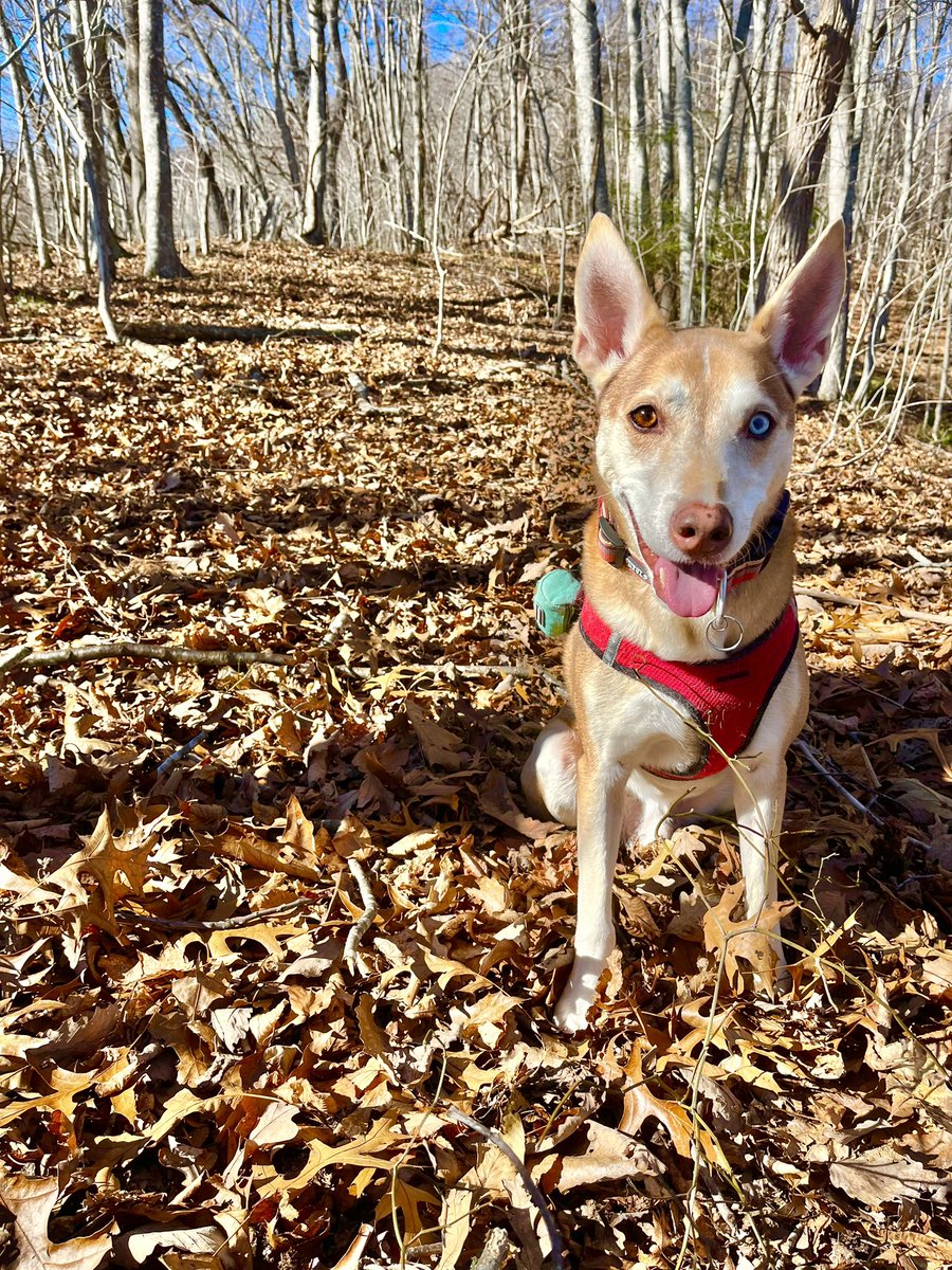 c2cpmpod's tweet photo. People out here sayin they got the best dog in the world. 

Y’all better recognize. 

#Riker https://t.co/j1N91djNUo