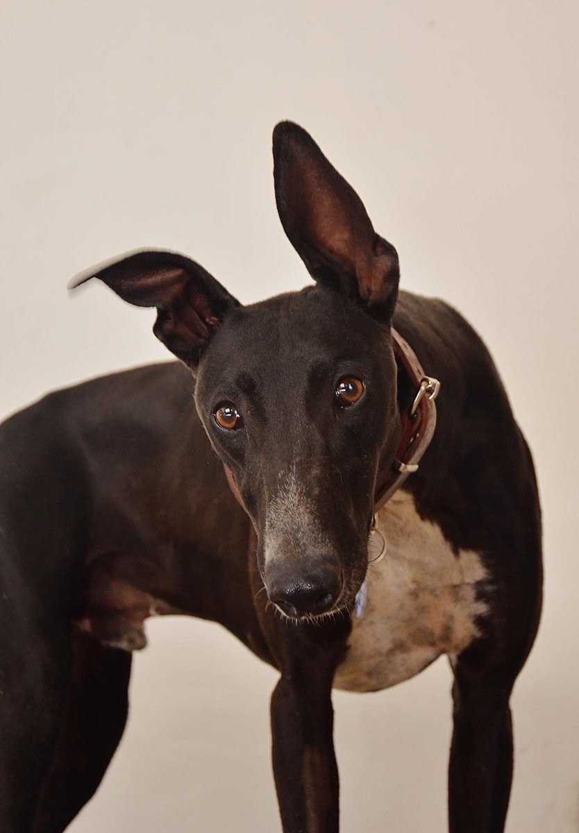 AdoptaUnGalgo's tweet image. Aprovechando el último día del año me presento, soy Nathan , tengo un año , soy tranquilo , súper cariñoso y me llevo excelente con gatos , perros y niños . Ya les contaré más de mí, pero  ahora  les deseo un muy feliz Año Nuevo ⭐️
adopciones: adoptaungalgoenargentina@hotmail.com