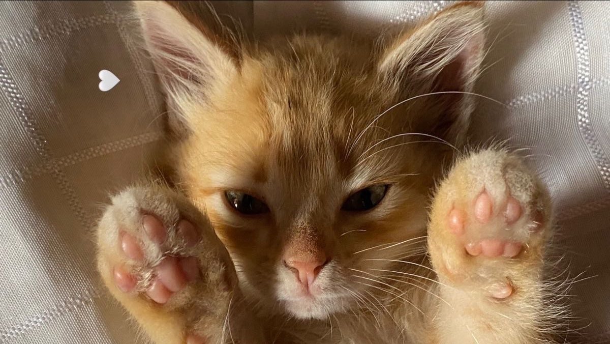 off (@holitique) on Twitter photo 