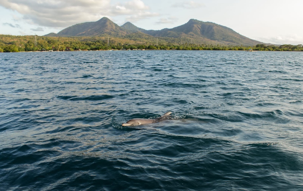 Dolphin_Project's tweet photo. Thank you so much to all who took action for dolphins in 2023! From positive momentum in Japan, to a brand new turtle hospital, to Rambo swimming free, to outreach to end dolphin captivity worldwide you've helped make a positive difference 🌎🐬 https://t.co/R1chf1HwRx https://t.co/HfBhbvQ61n
