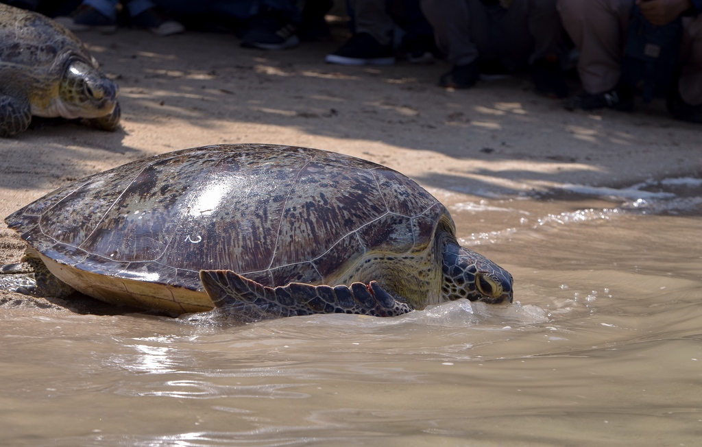 Thank you so much to all who took action for dolphins in 2023! From positive momentum in Japan, to a brand new turtle hospital, to Rambo swimming free, to outreach to end dolphin captivity worldwide you've helped make a positive difference 🌎🐬 bit.ly/48rxr56