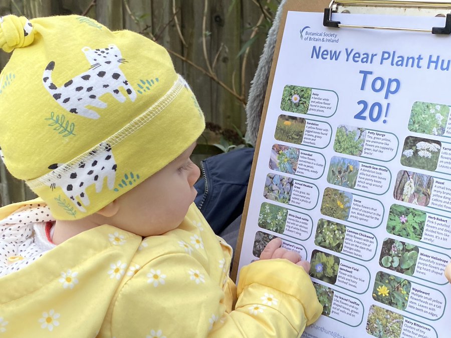 BSBIbotany's tweet photo. Day Two of #NewYearPlantHunt: botanists of all ages were out in force, hunting in groups, with friends &amp; family or going solo. 
6747 records uploaded, 710 surveys, 439 wild or naturalised species recorded in bloom: https://t.co/quxZRCoqpC 
Day Two summary: https://t.co/OmEhdtmCdD https://t.co/bEPqUeKzlr