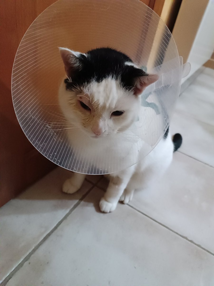 BandytosTinemar's tweet photo. Bonne année à vous tous je vais bien et encore merci pour votre soutien. Je suis très sages pour mes soins. https://t.co/ZReo2mfz4B