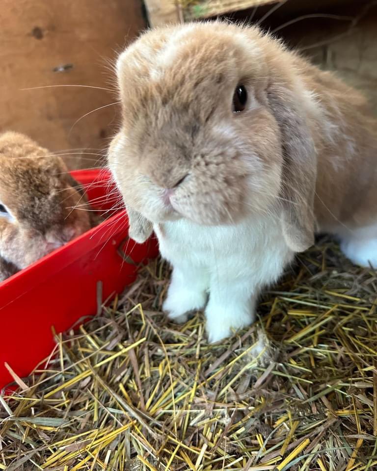 #SanctuarySunday 2 of our loppy colony buns say hello!

We can use all the volunteer support we can get, especially during this holiday season when many regular volunteers are away. 🩷🐰

New volunteers➡️rabbitats.org/volunteer & returning volunteers, plz message us! Thanx!