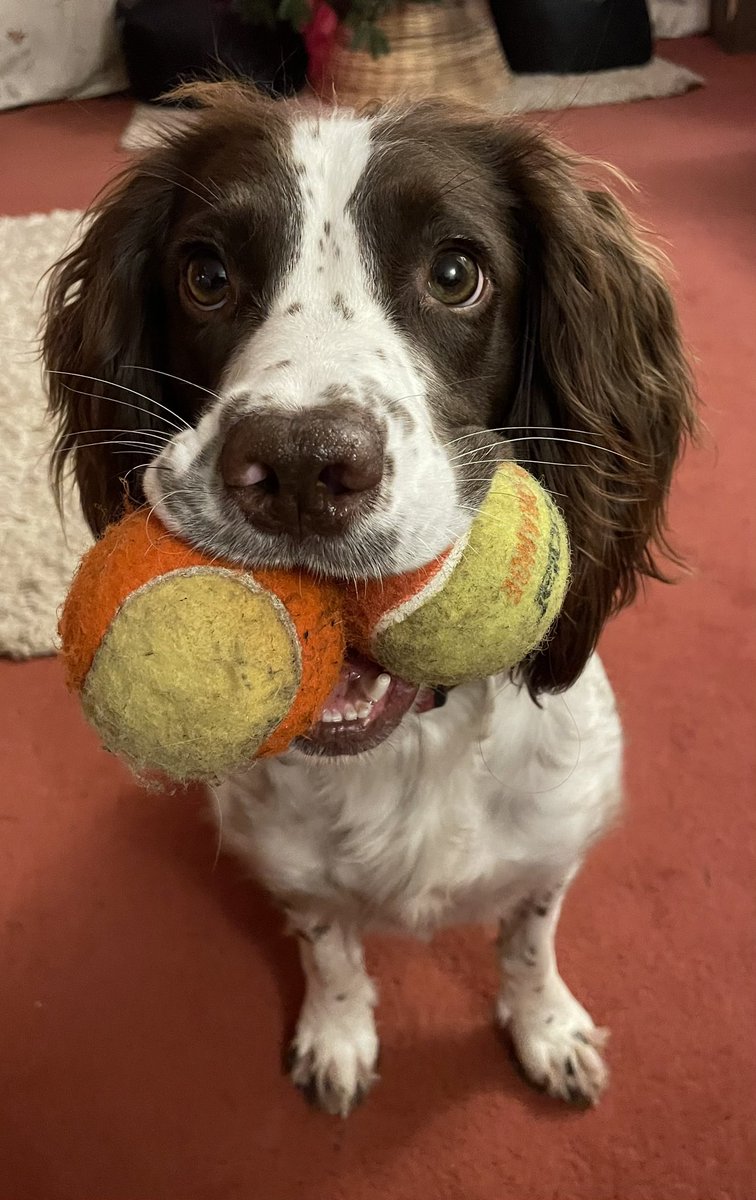 ShearedWitGuy's tweet photo. May 2024 make you as happy as a spaniel with -two- tennis balls https://t.co/IfdcC47K0E