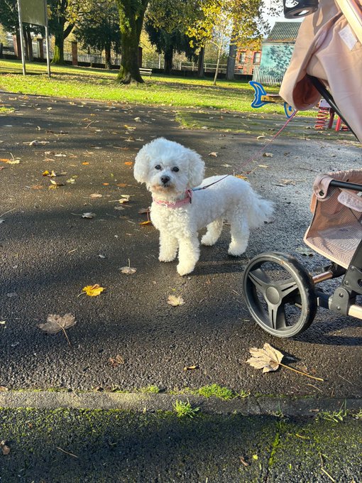 Happy New F****n&rsquo; Year to me. My dog Layla is missing. She&rsquo;s 12 years old. She&rsquo;s been missing for 4-5<a href="/tag/lovehoney"class="tags"><span>#lovehoney</span></a>