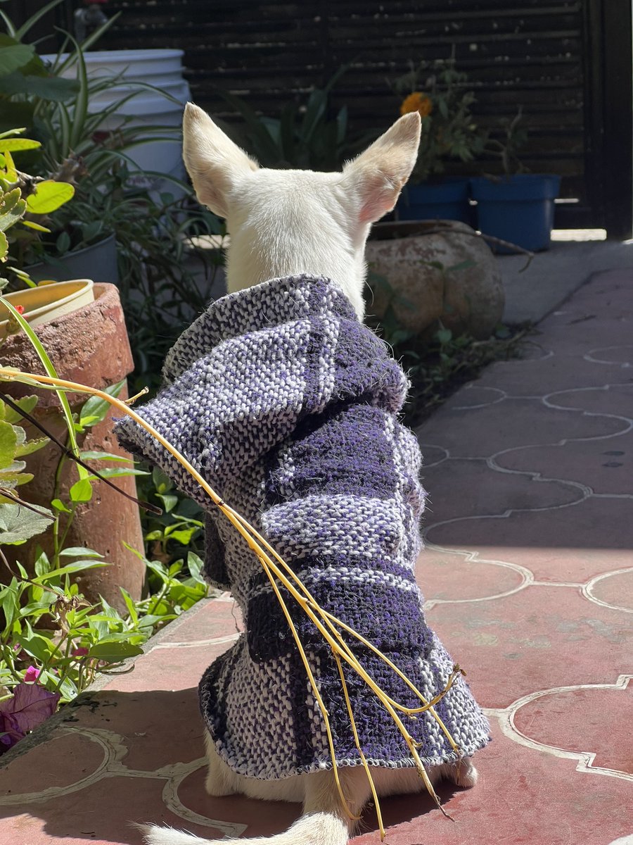 VerdeSelvah's tweet photo. A veces quisiera ser mi perrita…

Puro ladrar, comer, salirme al solecito y dejarme poner suéteres chidos. https://t.co/ojFQZEG0qg