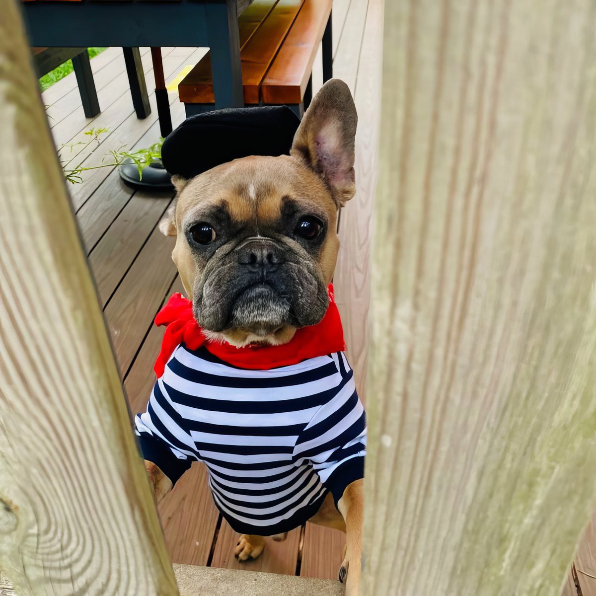 Bellyproof's tweet photo. Have a super 2024! Bonjour!
#bellyproof #frenchie #frenchbulldog #HappyNewYear2024 #nye #NYE2024 https://t.co/r3SK2RIDyW