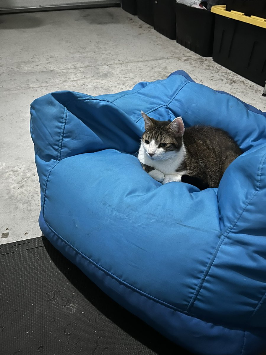 GoodToBeRachel1's tweet photo. Otto is just the coolest cat. Just hanging out on a bean bag chair like one of the group. 😺 https://t.co/YlalHekqp5