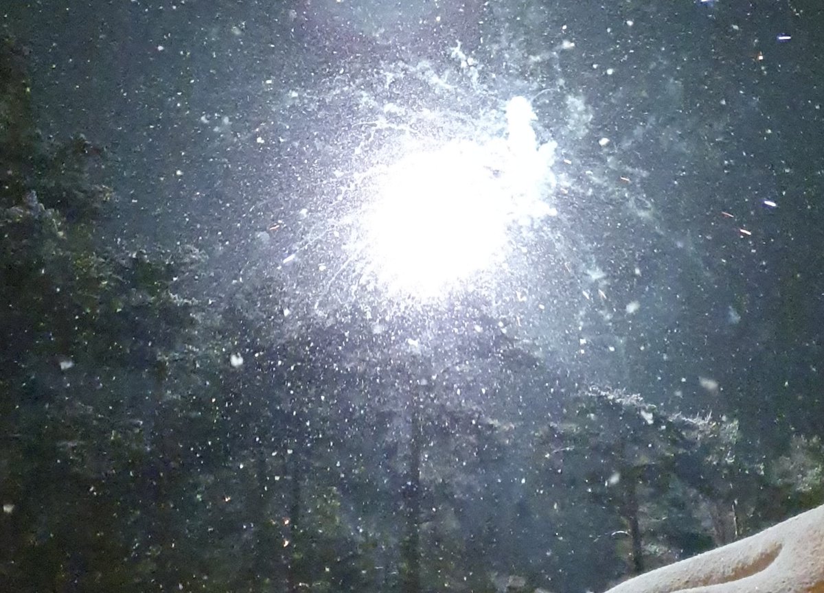 Diddeboy tweet media