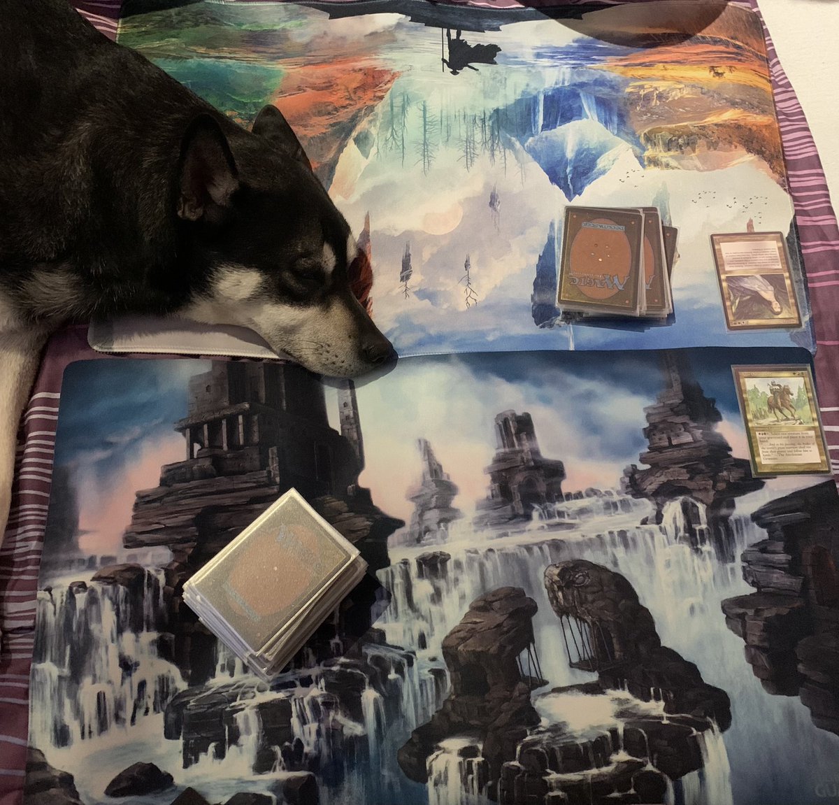 CardboardTutor's tweet image. Built two #Legends #Commander decks out of my #SetCube with Rubinia Soulsinger (Wifey) and Adun Oakenshield (Me). Our dog also wanted to be near us (she hates fireworks and staying near us comforts her). I won both rounds even though Wifey’s Time Elemental and Greater Realm of …
