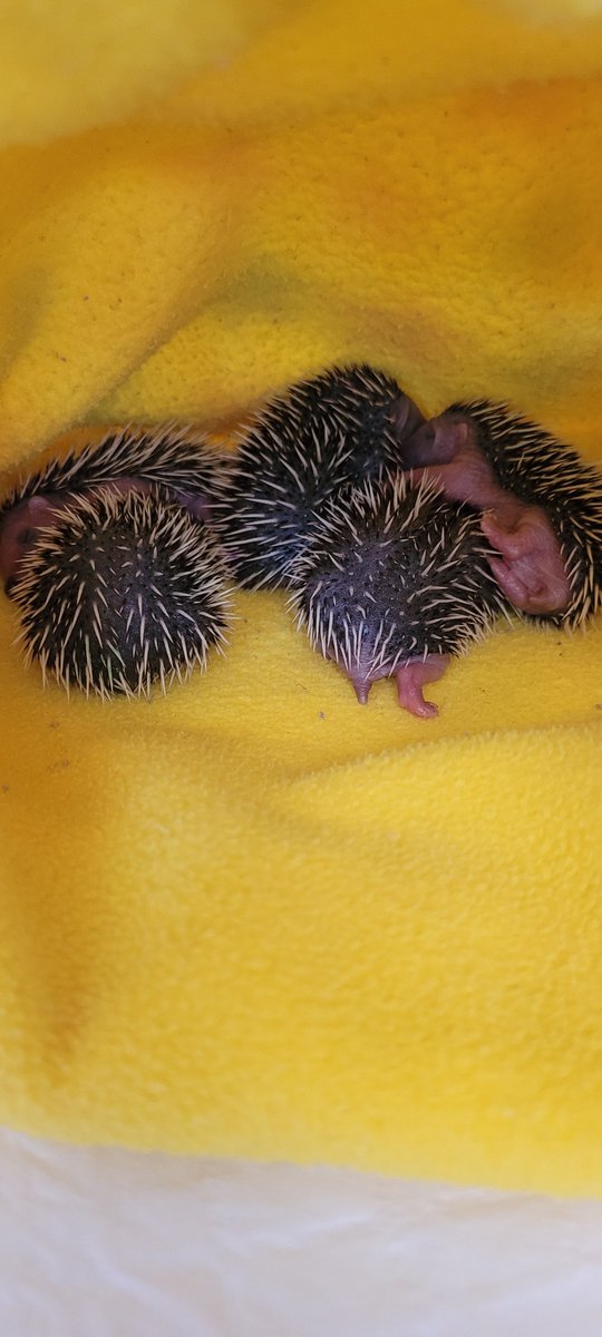 🎉 Wishing you all a joy-filled New Year! 🦔 Grateful for the incredible support for my hedgehog rescue🩷 Running it solo with currently 31 hogs in care, your help makes a real difference.
Here's to another year of saving #hedgehogs! 💚
#HappyNewYear #HedgehogRescue
#pricklypals